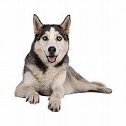 siberianhuskypuppiesforadoptionandrehomingnearme.site